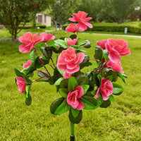 Solar model azalea red