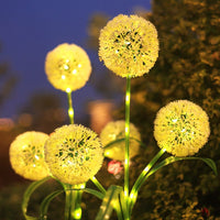 Triple Dandelion Warm