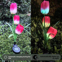 Triple Tulip Red