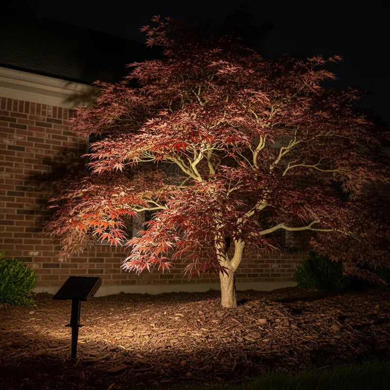 Tree with red leaves illuminated by a spotlight against a brick wall.
