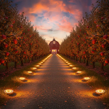 Apple orchard at sunset with a red barn and illuminated pathway.